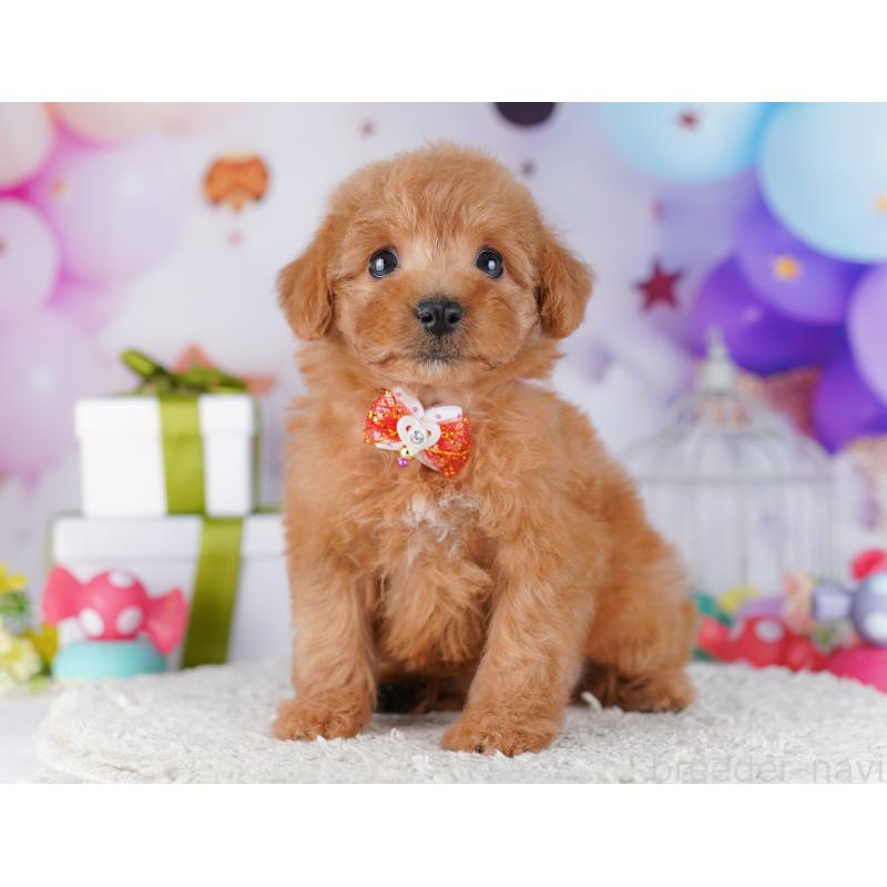 販売中の東京都のトイプードル-428235の1枚目