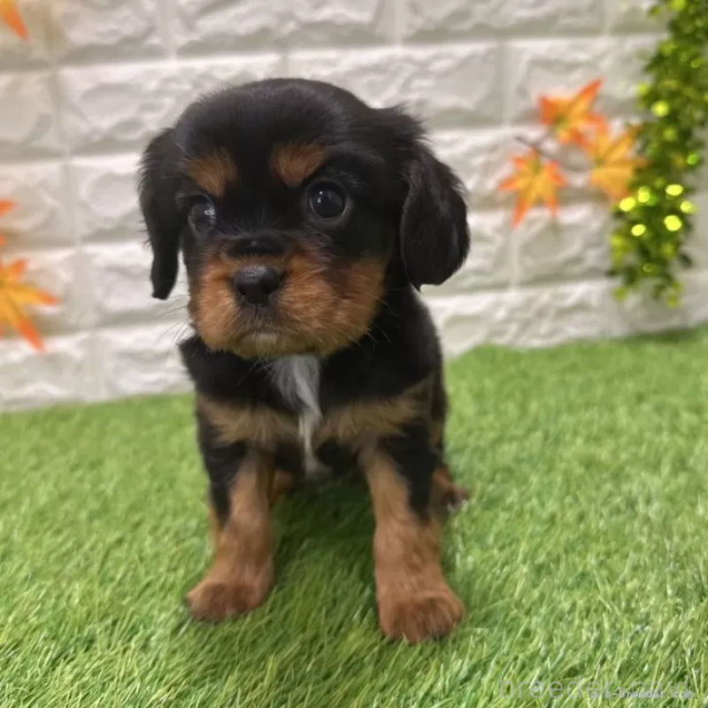 販売中の愛知県のキャバリアキングチャールズスパニエル-427105