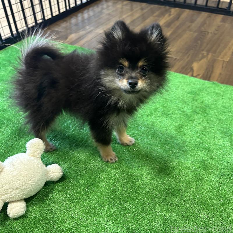 成約済の栃木県のポメラニアン-422380の9枚目