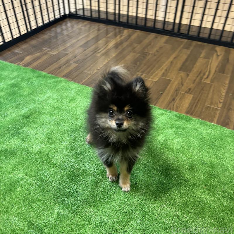 成約済の栃木県のポメラニアン-422380の8枚目