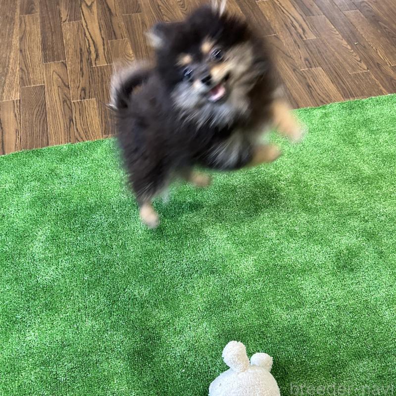 成約済の栃木県のポメラニアン-422380の7枚目