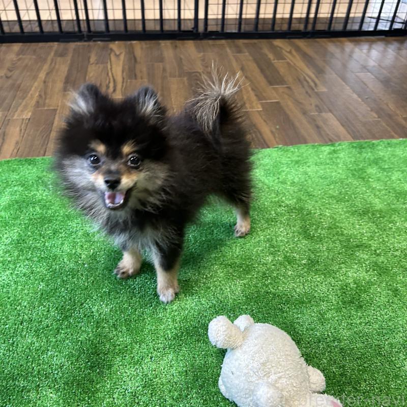 成約済の栃木県のポメラニアン-422380の6枚目