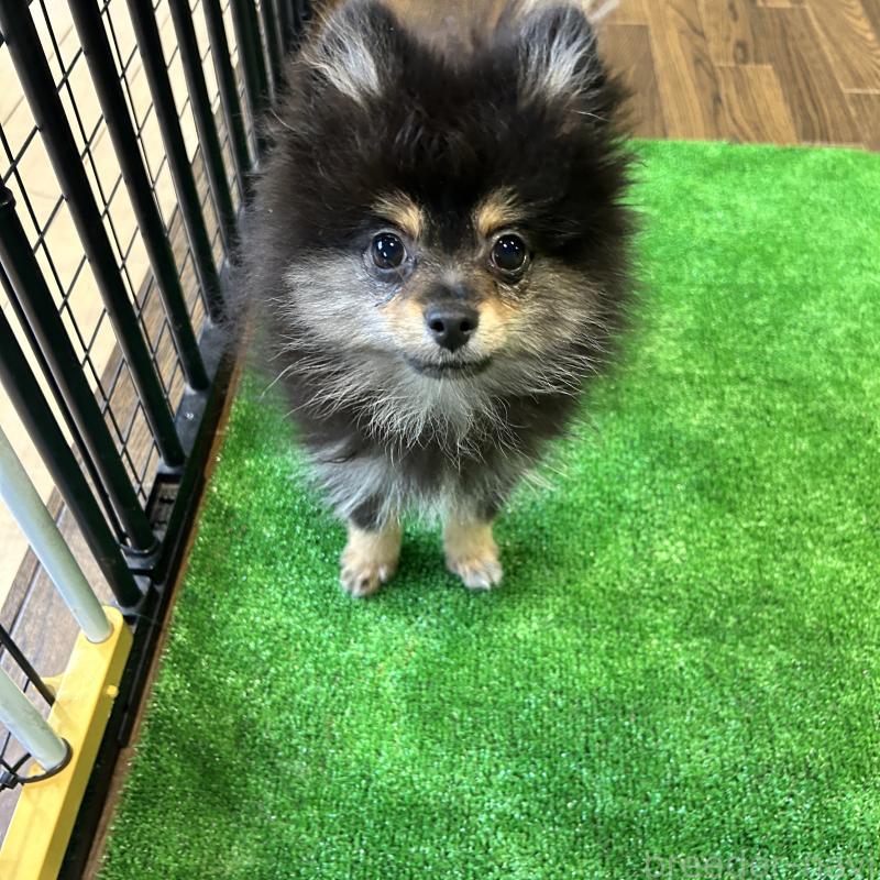 成約済の栃木県のポメラニアン-422380の5枚目