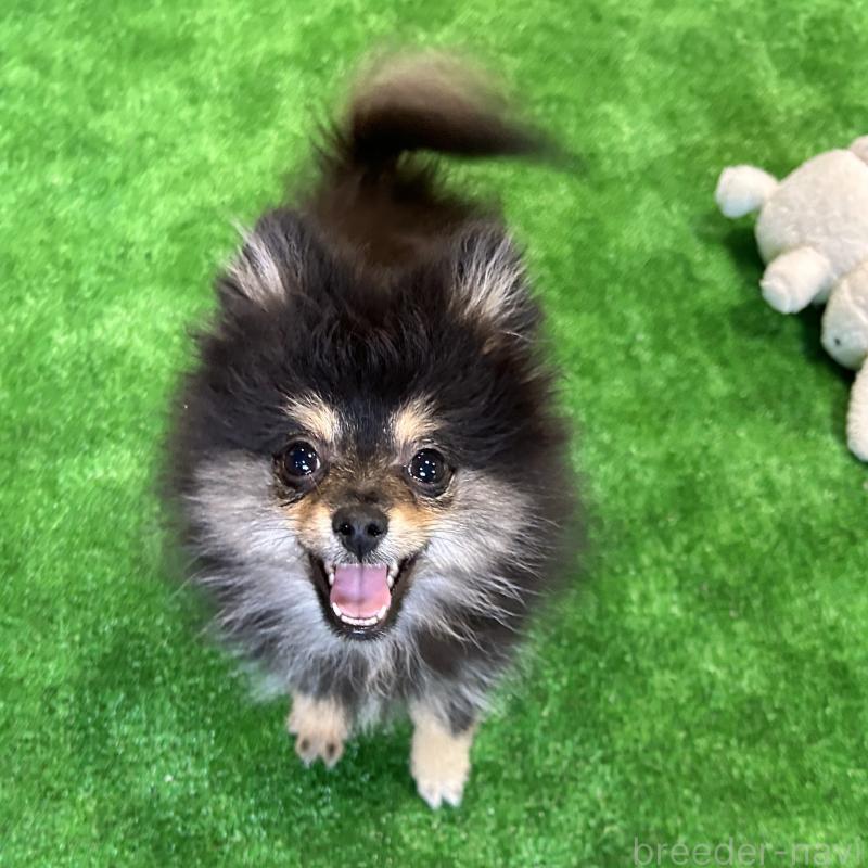 成約済の栃木県のポメラニアン-422380の1枚目