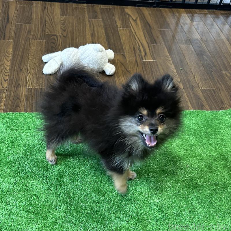 成約済の栃木県のポメラニアン-422380の4枚目