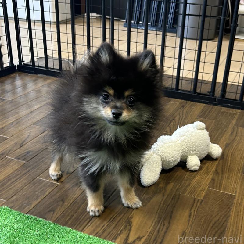 成約済の栃木県のポメラニアン-422380の3枚目