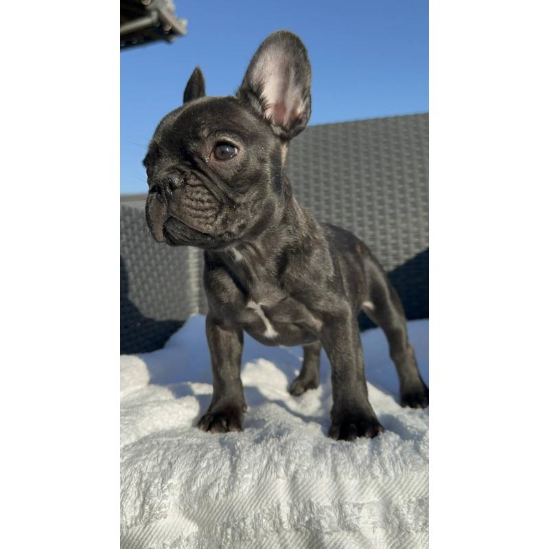 成約済の愛媛県のフレンチブルドッグ-421451の6枚目