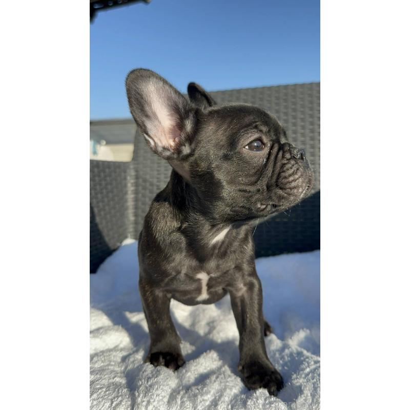成約済の愛媛県のフレンチブルドッグ-421451の5枚目