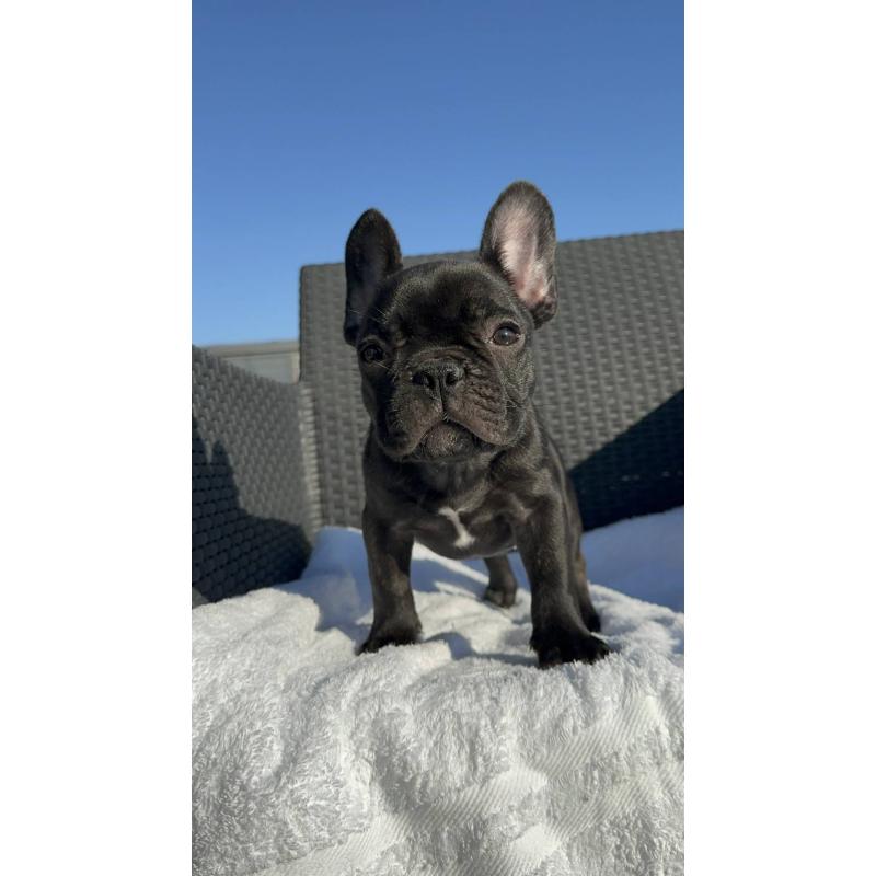 成約済の愛媛県のフレンチブルドッグ-421451の4枚目