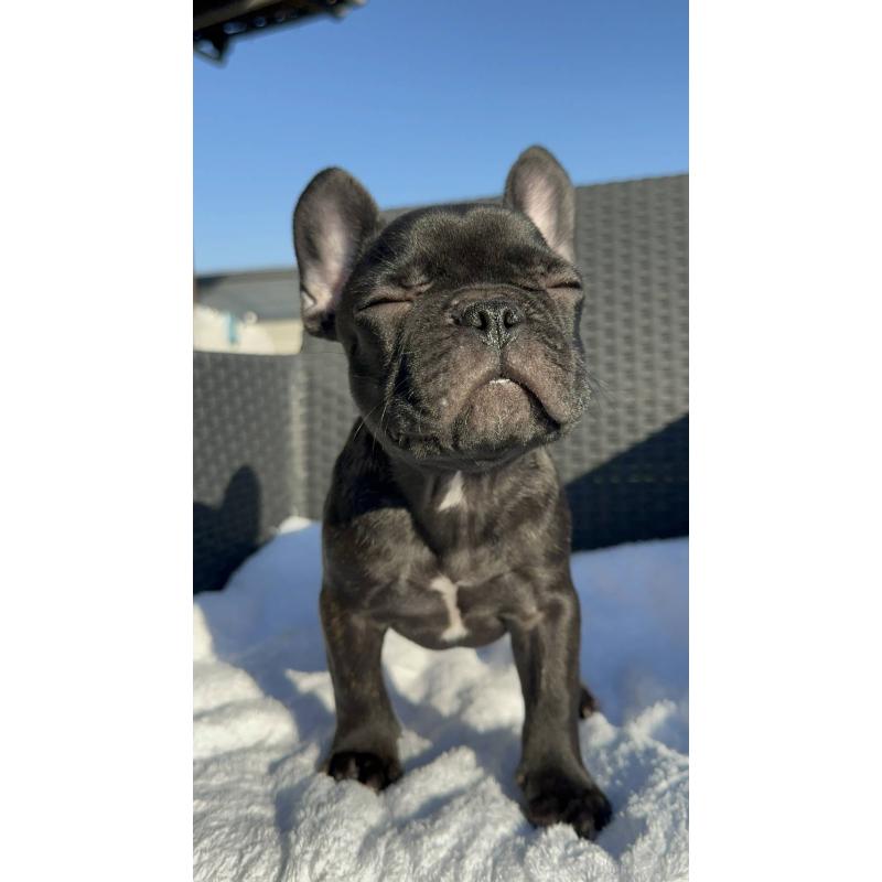 成約済の愛媛県のフレンチブルドッグ-421451の3枚目
