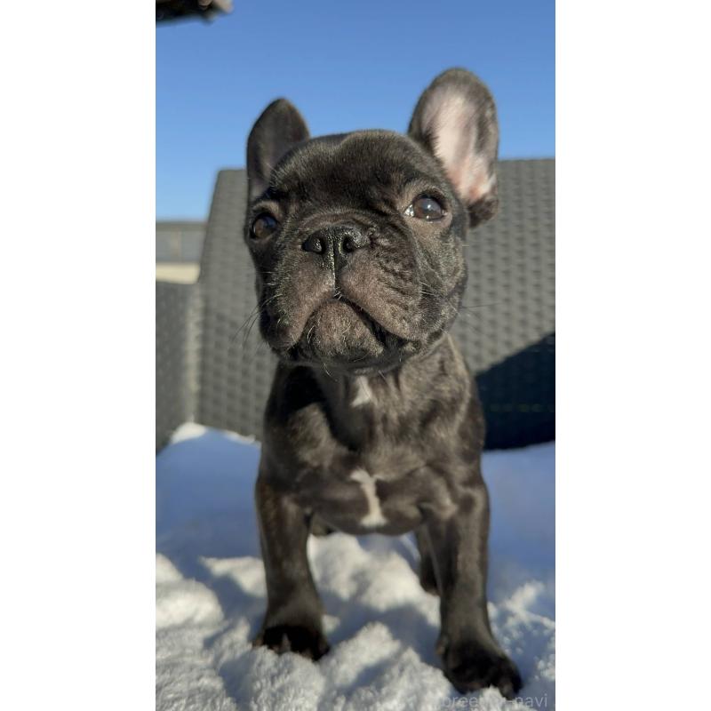 成約済の愛媛県のフレンチブルドッグ-421451の2枚目