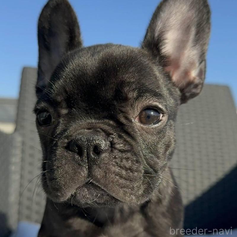 販売中の愛媛県のフレンチブルドッグ-421451