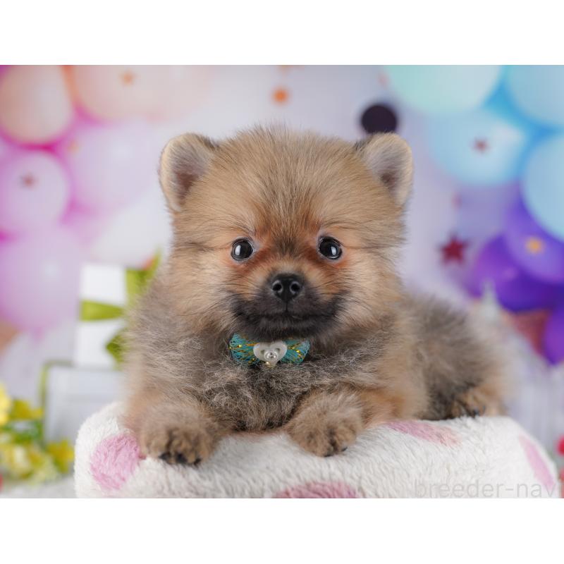 販売中の東京都のポメラニアン-428237の1枚目