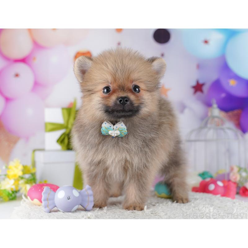 販売中の東京都のポメラニアン-428237の5枚目