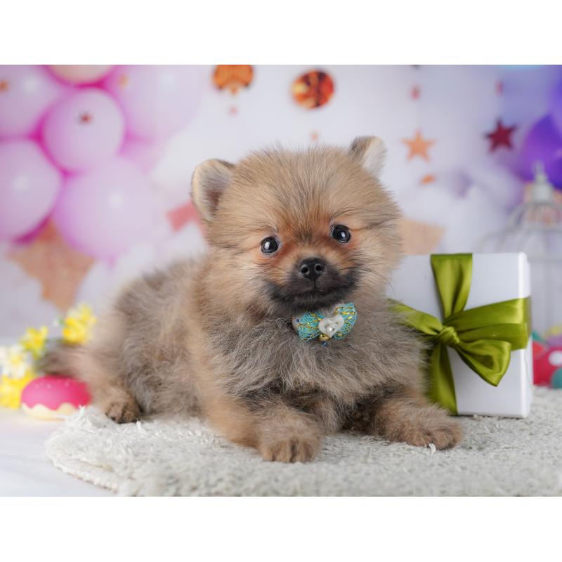 販売中の東京都のポメラニアン-428237の4枚目