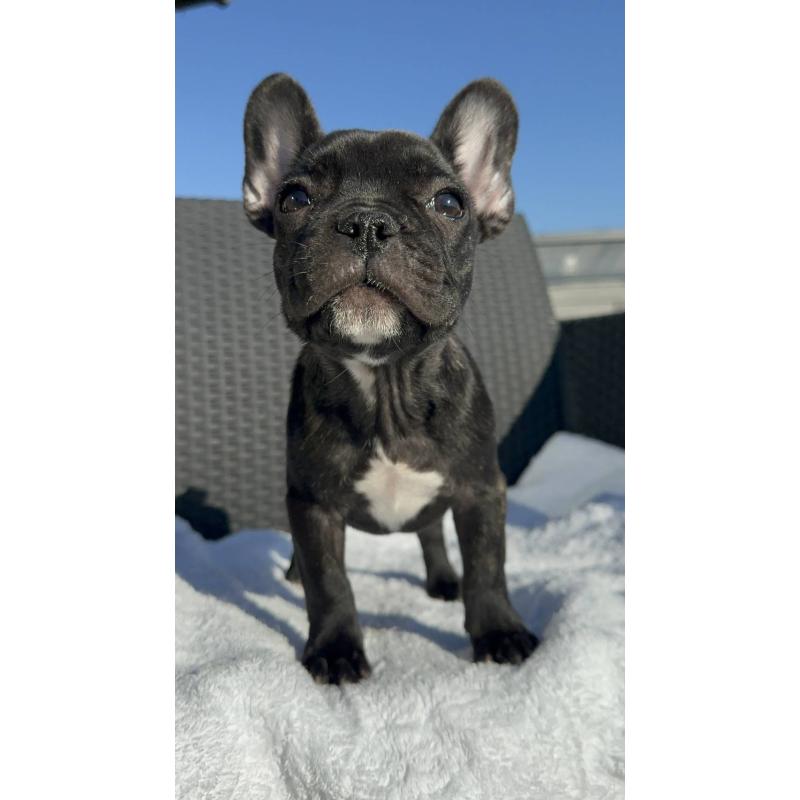 成約済の愛媛県のフレンチブルドッグ-421455の14枚目
