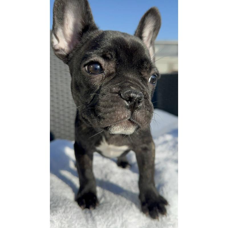 成約済の愛媛県のフレンチブルドッグ-421455の13枚目