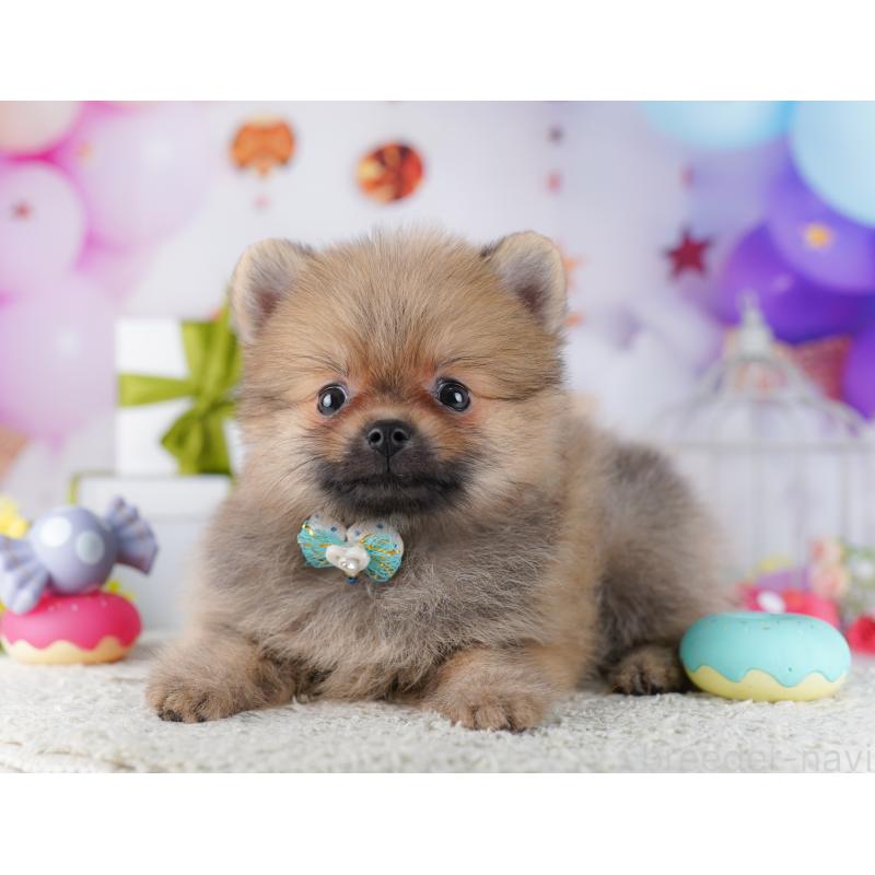 販売中の東京都のポメラニアン-428237の3枚目