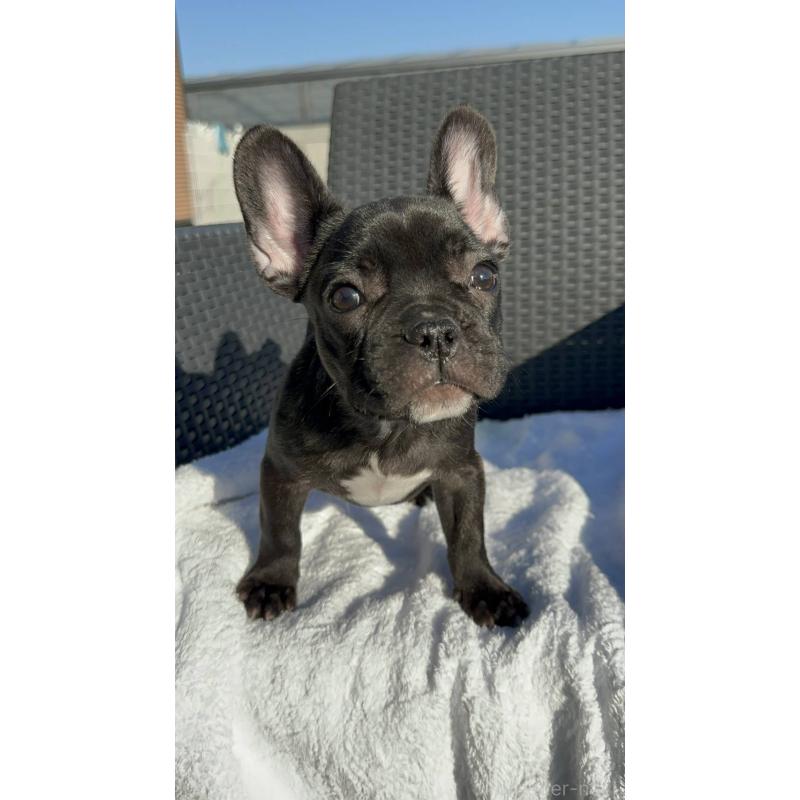 成約済の愛媛県のフレンチブルドッグ-421455の11枚目