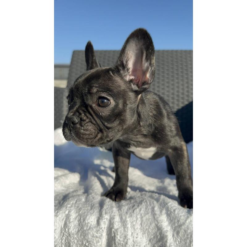 成約済の愛媛県のフレンチブルドッグ-421455の10枚目