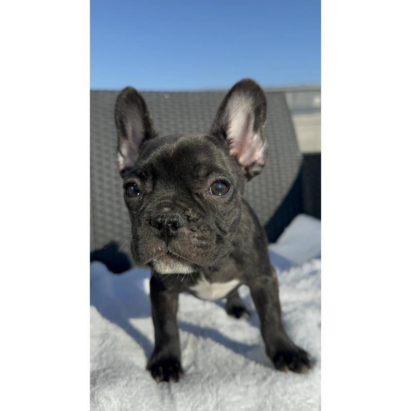 成約済の愛媛県のフレンチブルドッグ-421455の9枚目