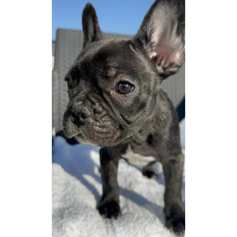 成約済の愛媛県のフレンチブルドッグ-421455の8枚目