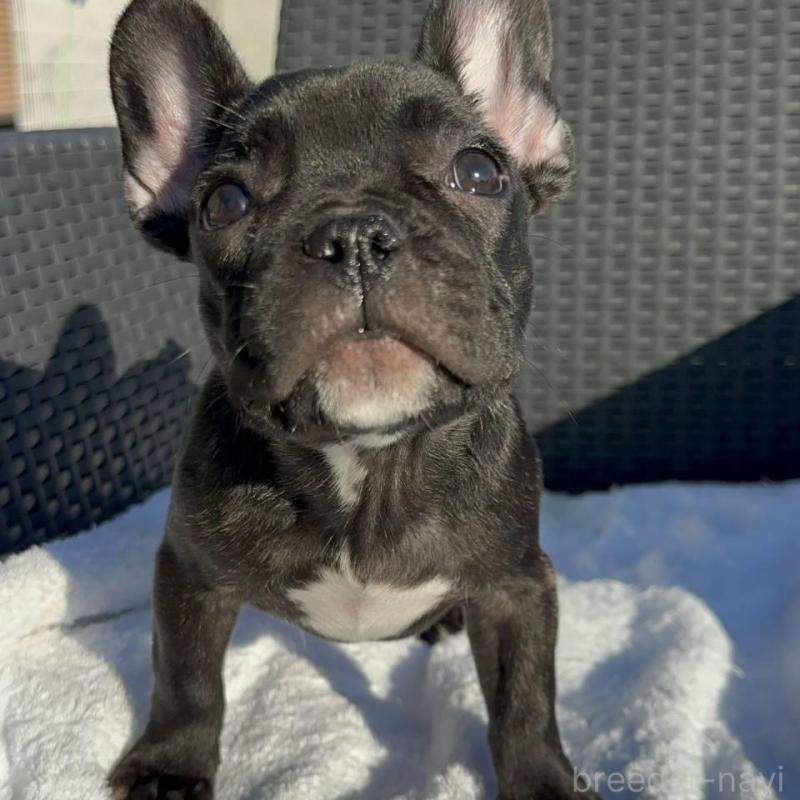 販売中の愛媛県のフレンチブルドッグ-421455