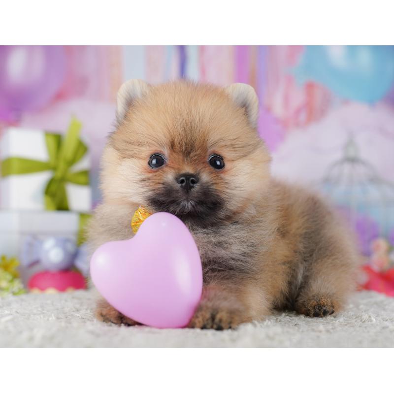 販売中の東京都のポメラニアン-428238