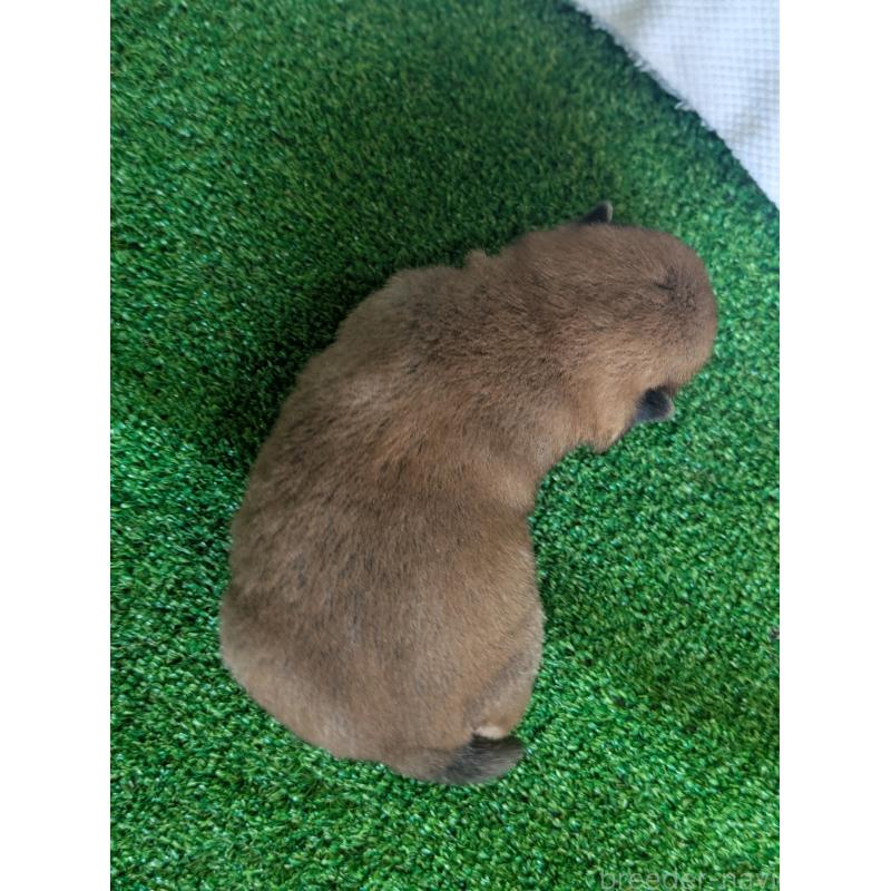 販売中の鹿児島県の豆柴-428239の5枚目