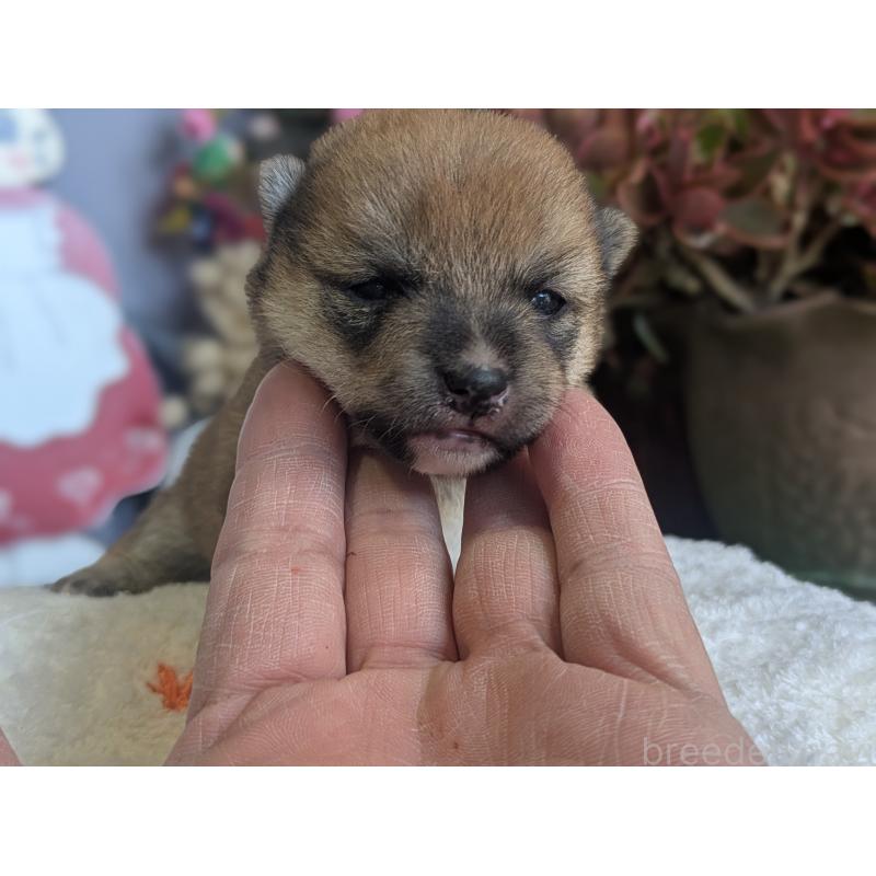 販売中の鹿児島県の豆柴-428239の3枚目