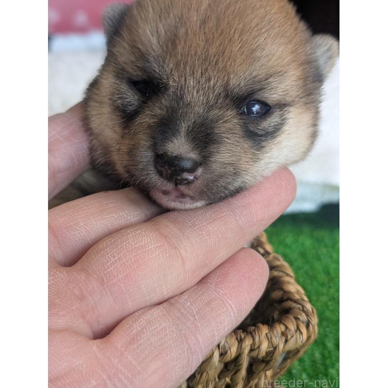 販売中の鹿児島県の豆柴-428239の2枚目