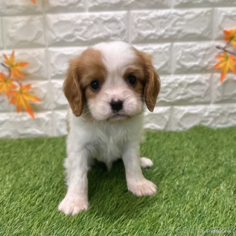 販売中の愛知県のキャバリアキングチャールズスパニエル-427112