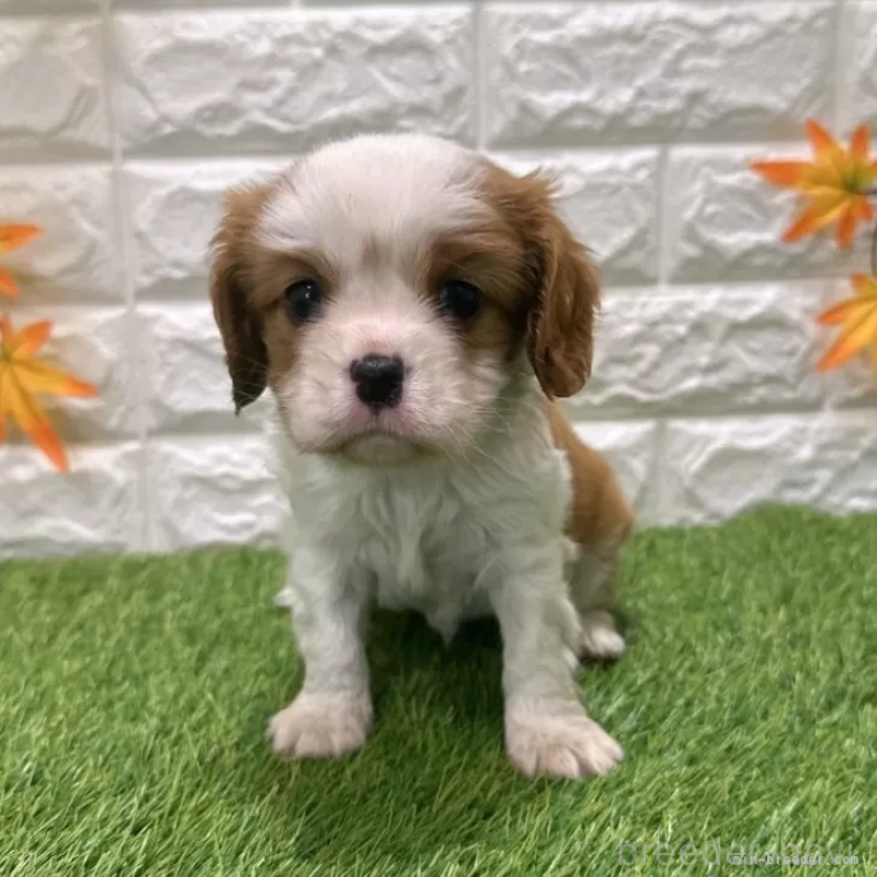 販売中の愛知県のキャバリアキングチャールズスパニエル-427118