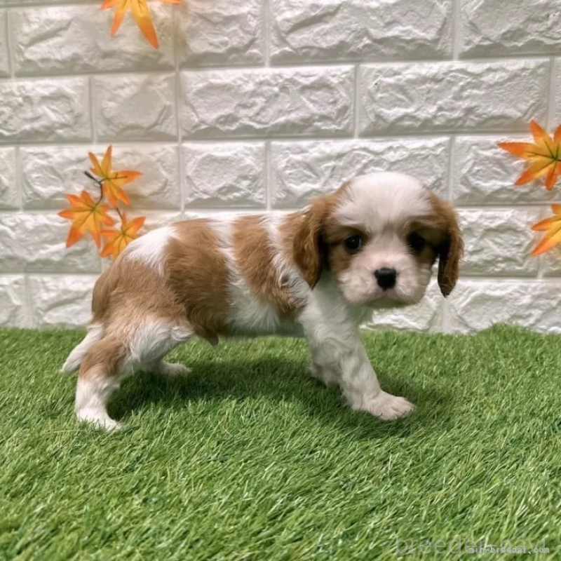 成約済の愛知県のキャバリアキングチャールズスパニエル-427118の5枚目