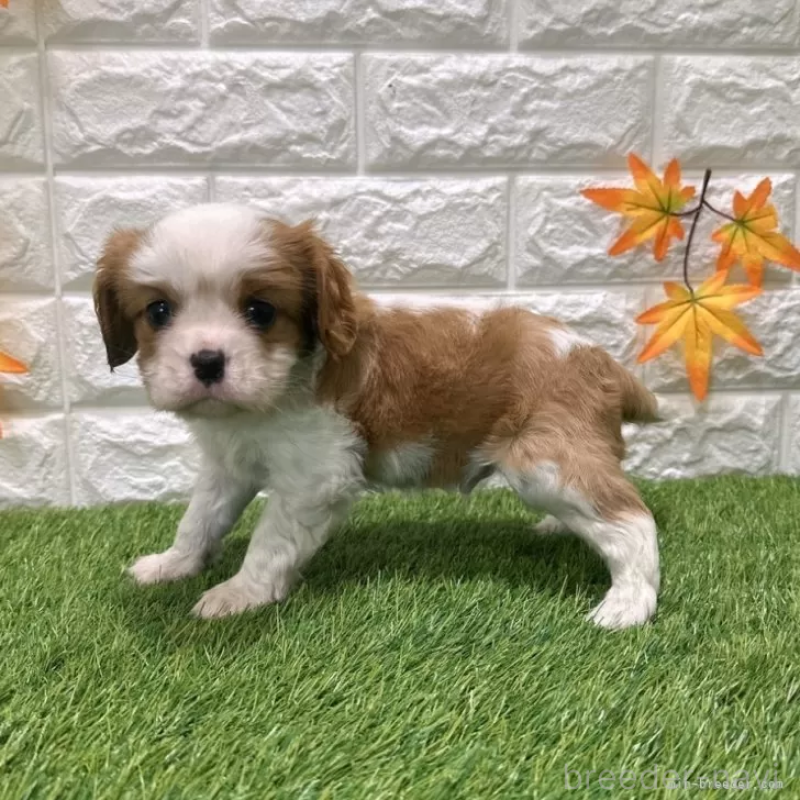 成約済の愛知県のキャバリアキングチャールズスパニエル-427118の4枚目