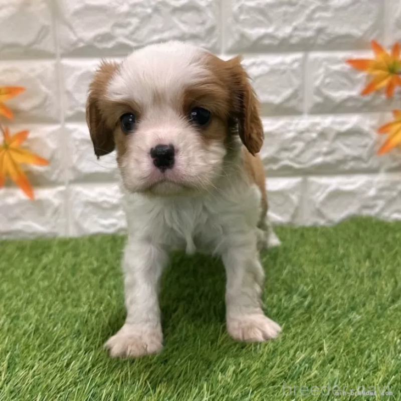 成約済の愛知県のキャバリアキングチャールズスパニエル-427118の3枚目