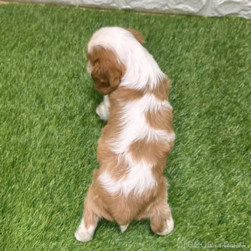 成約済の愛知県のキャバリアキングチャールズスパニエル-427118の2枚目