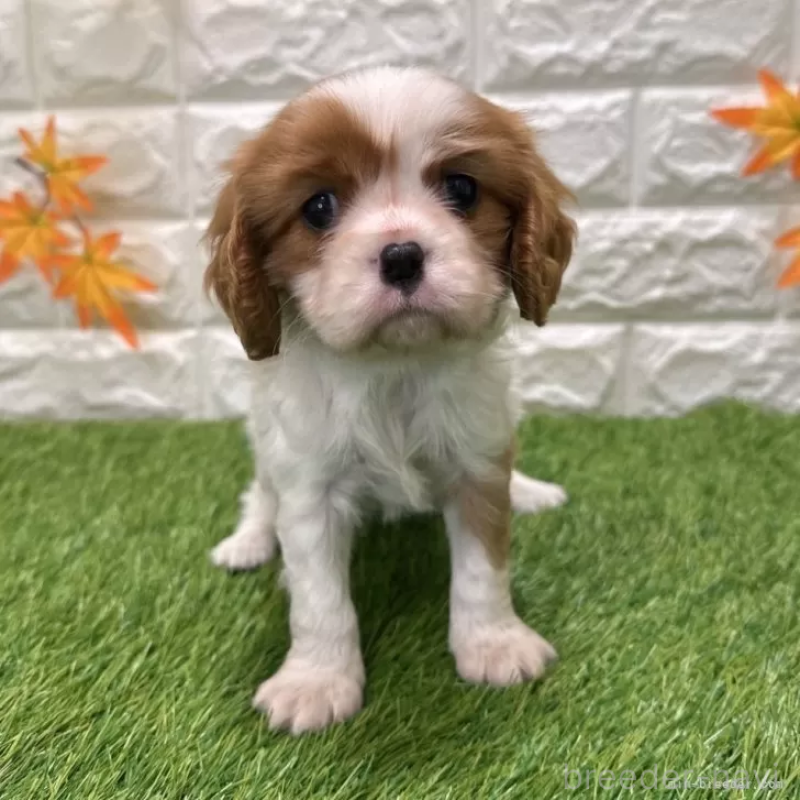 販売中の愛知県のキャバリアキングチャールズスパニエル-427121