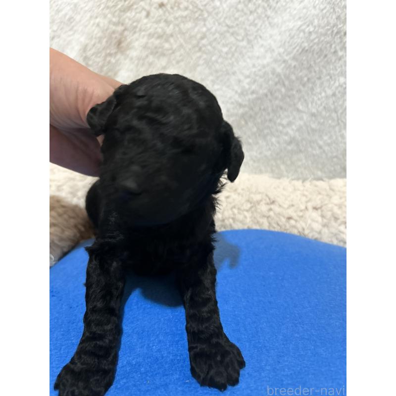 販売中の香川県のスタンダードプードル-428240の8枚目