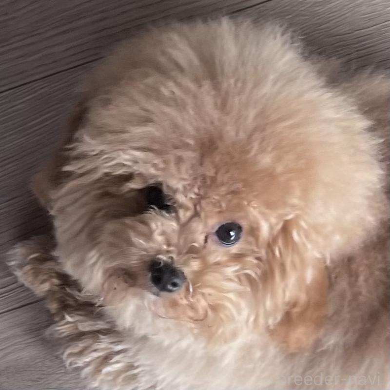 販売中の東京都のミックス犬-428241の1枚目