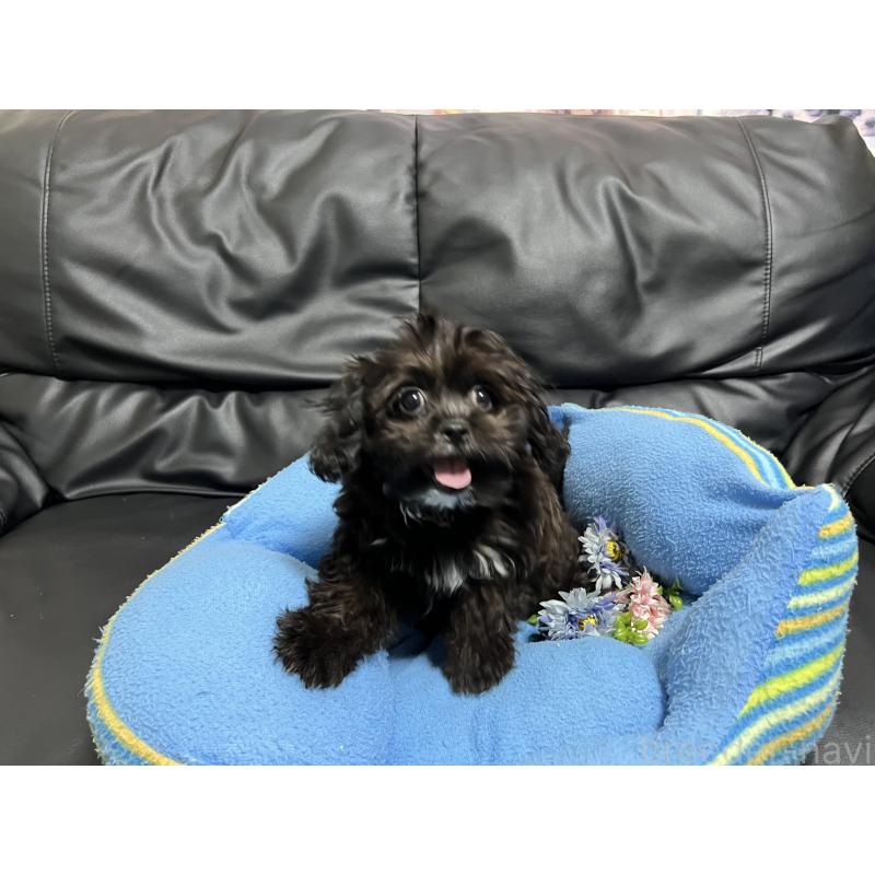 販売中の栃木県のミックス犬-415474