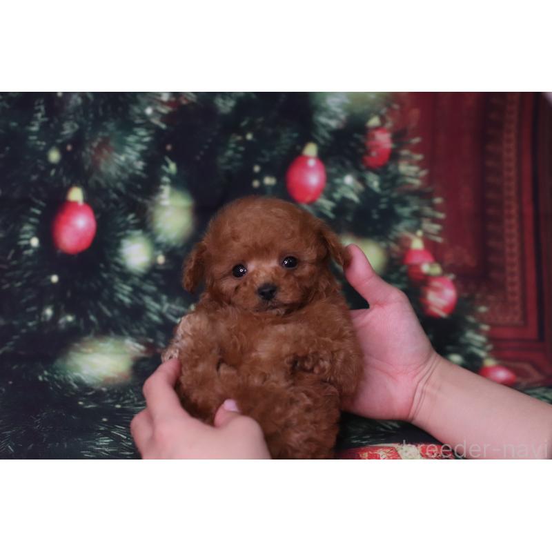 販売中の兵庫県のティーカッププードル-428243の4枚目