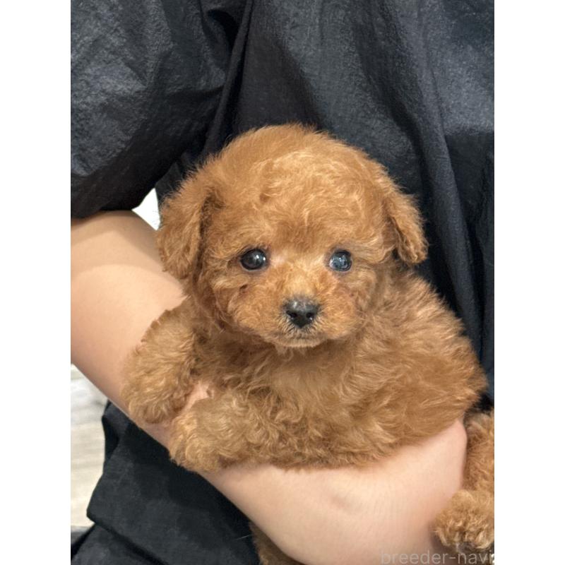 販売中の兵庫県のティーカッププードル-428243の2枚目