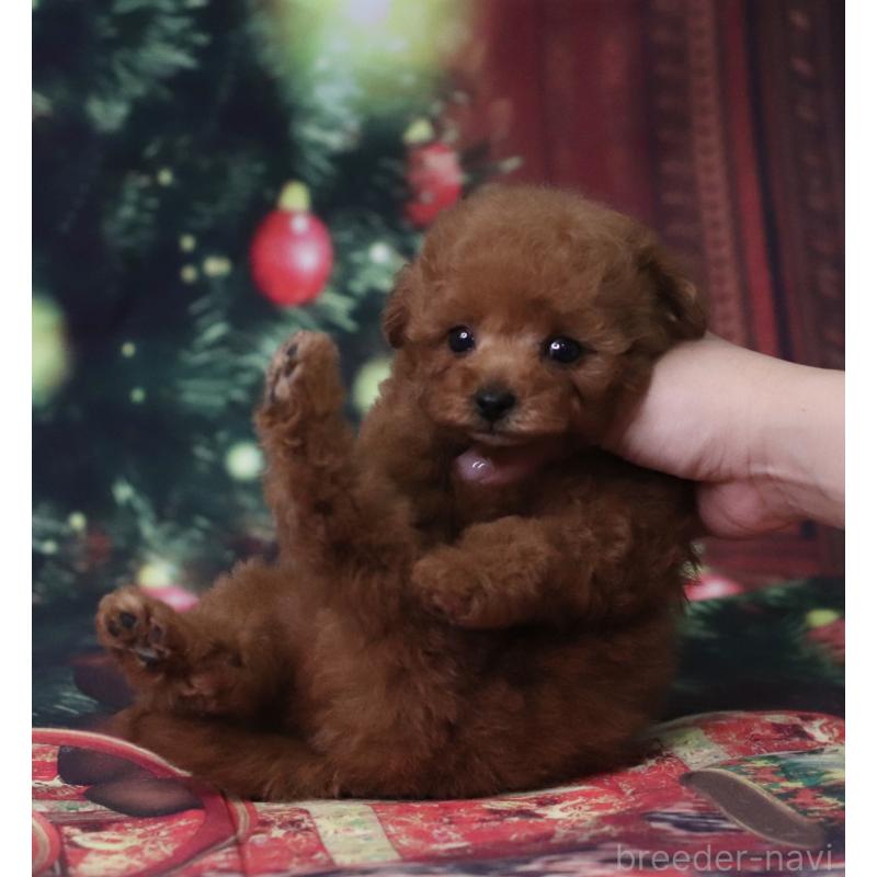 販売中の兵庫県のティーカッププードル-428244