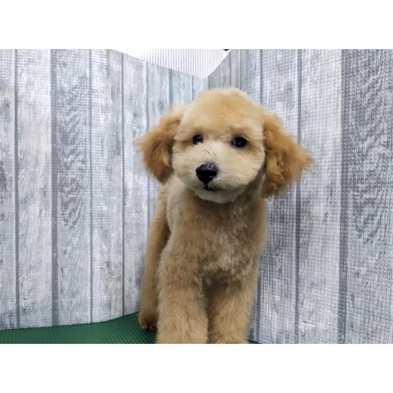 販売中の埼玉県のトイプードル-412785の6枚目
