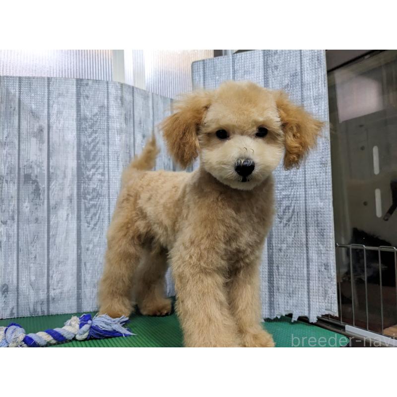 販売中の埼玉県のトイプードル-412785の5枚目