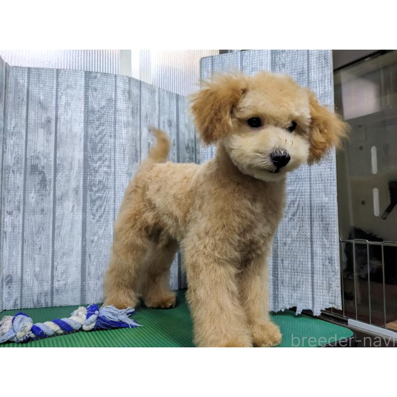 販売中の埼玉県のトイプードル-412785の4枚目