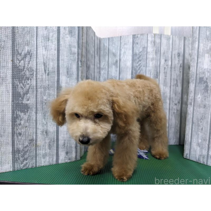 販売中の埼玉県のトイプードル-412785の3枚目