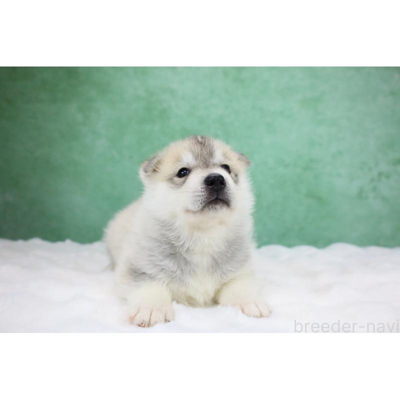 販売中の栃木県のシベリアンハスキー-428246の14枚目