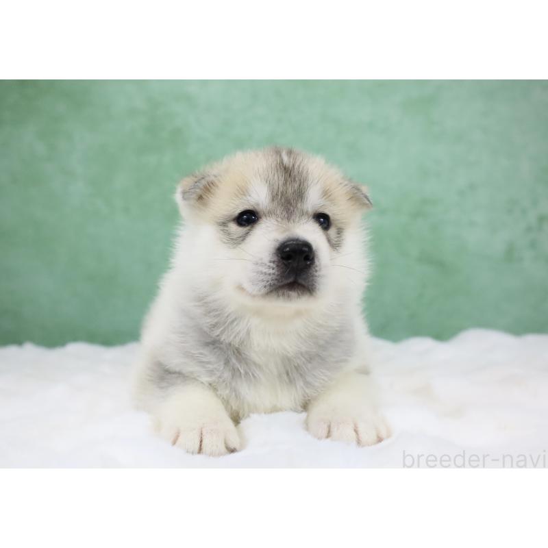 販売中の栃木県のシベリアンハスキー-428246の13枚目